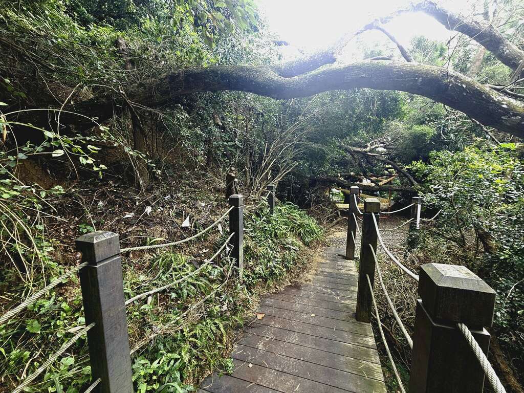 大坑10號登山步道0kplus450土石崩落-樹木傾倒