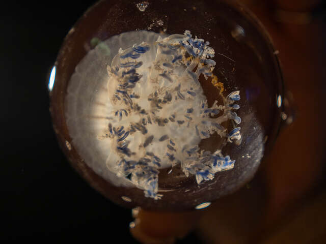 水母外型透明柔軟，體內構造清晰可見，是海洋中相當具有代表性的無脊椎動物之一，台中海洋館透過展示與科教活動，帶領民眾深入了解水母生態與海洋知識。