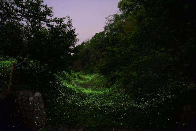 東勢林場遊樂區賞螢季