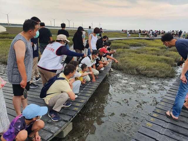 招潮蟹和彈塗魚是居住在這的常客