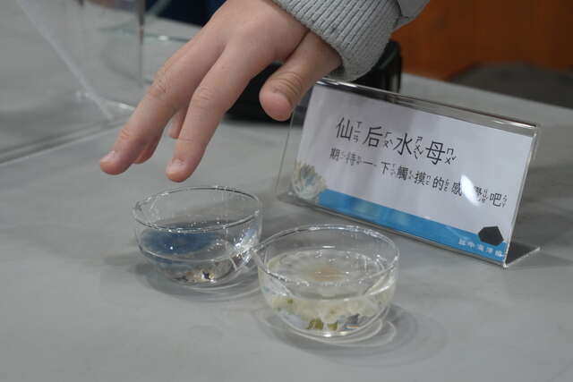 仙后水母觸摸皿與注音解說牌