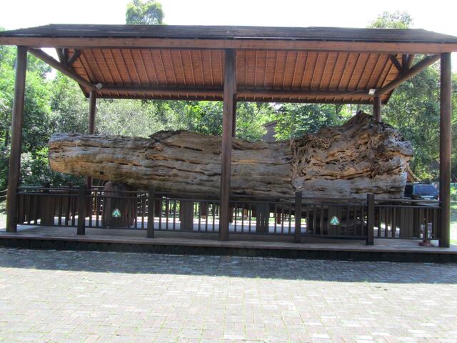 東勢林業文化園區-紅豆杉巨木