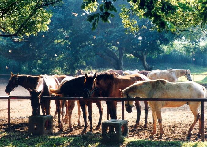 Houli Horse Ranch
