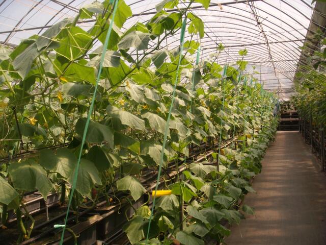 優恩蜜溫室蔬果觀光農園-溫室