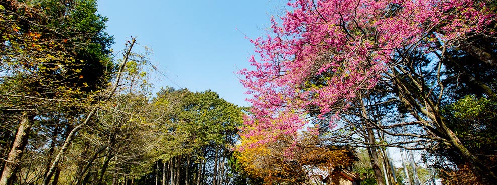 晴空下绿林衬樱花