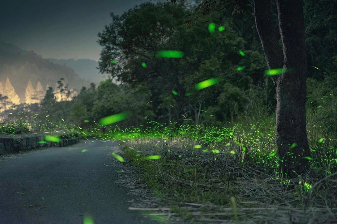 ⠀⠀⠀⠀⠀⠀⠀⠀⠀⠀⠀⠀
來到大雪山國家森林遊樂區，螢火蟲都來到馬路上迎接遊客了～
-
 @travel_lens_tw 
大雪山...