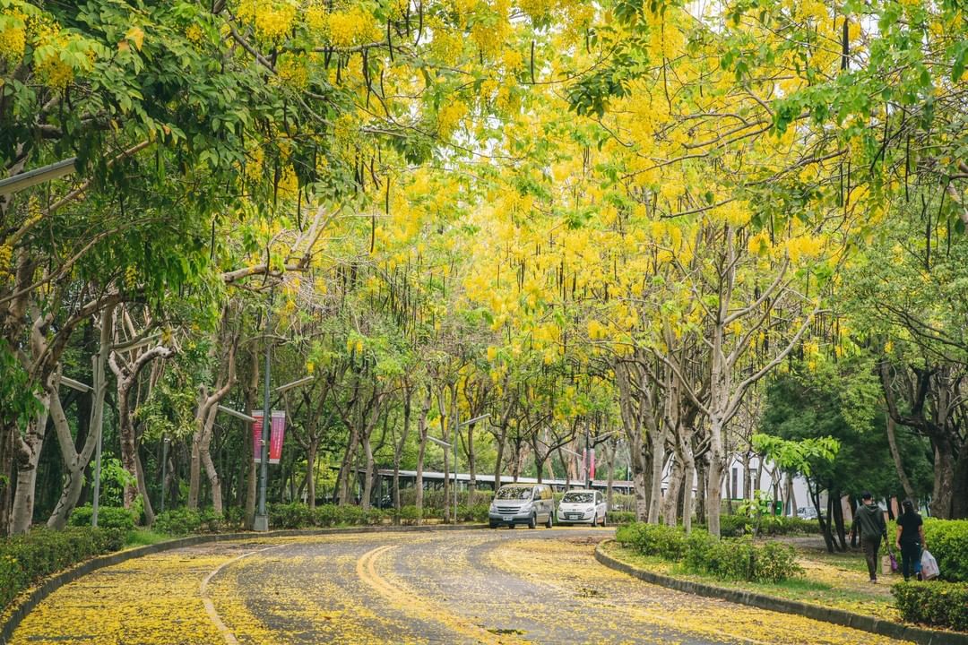 亞洲大學阿勃勒大道，降下浪漫金黃花雨。

Golden Shower Tree Pathway in Asia Universit...