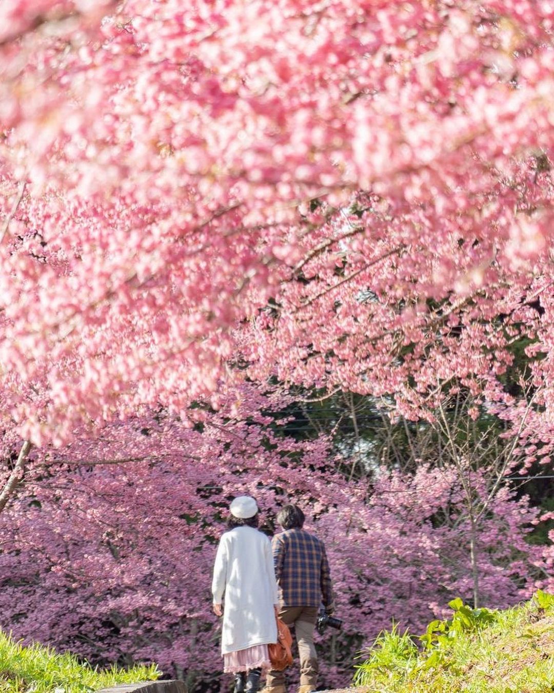 跟著賞櫻地圖遊臺中，欣賞春櫻浪漫美景。

Follow the Taichung cherry blossom map to en...