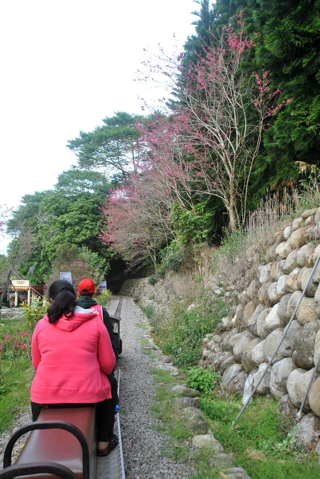 櫻花鳥森林