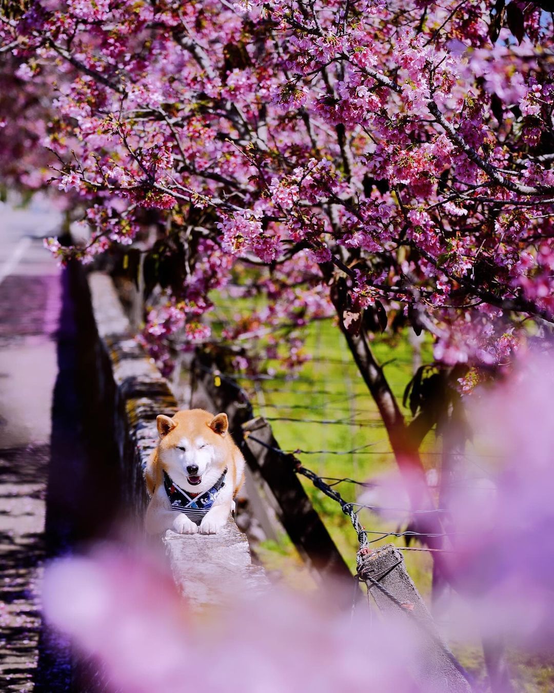 台中粉色花海接力展开~🌸大家都赏樱了吗~~~？还没去到福寿山和武陵农场也没关系！台中处处充满温柔的粉红花卉，除了樱花还有 #九重葛 的盛开～绵延了浪漫的三月风景