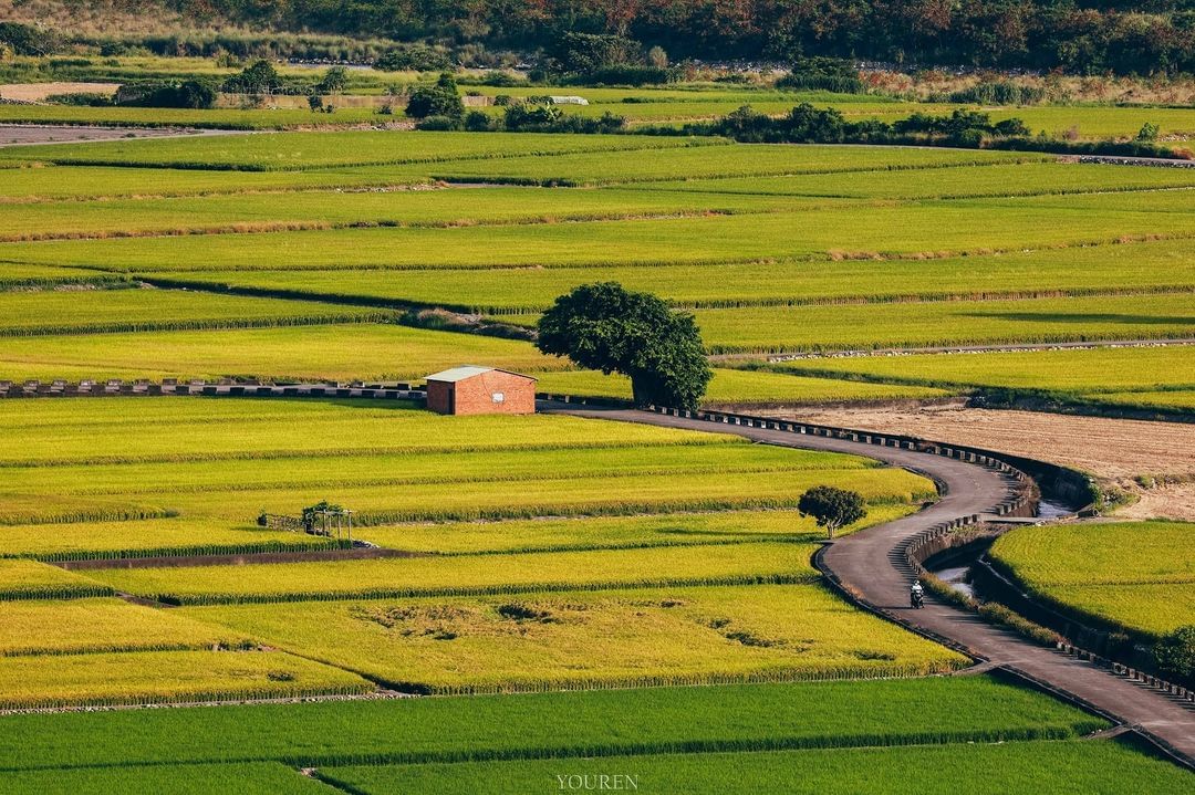 \ 乘著微風~騎乘甲后自行車道，浪漫邂逅金黃色稻田美景🌾 /