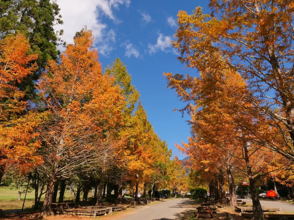 ＼漫步楓葉大道美景 📣 #臺中楓葉園區快報！／