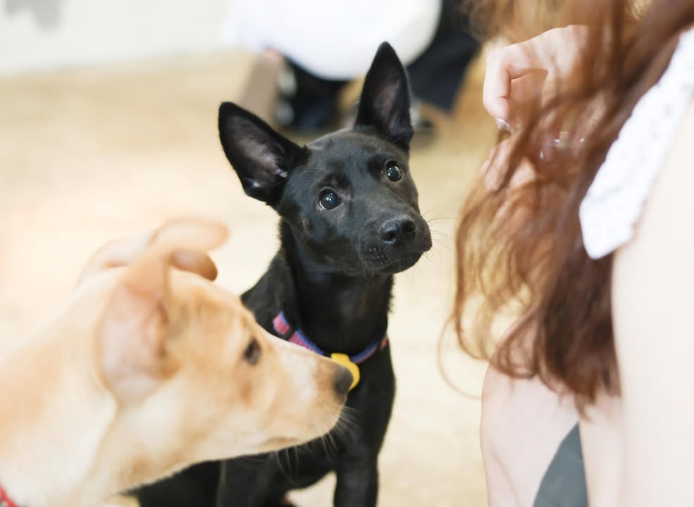＼国际流浪动物日🐾台中友善毛孩提案和浪浪同行／