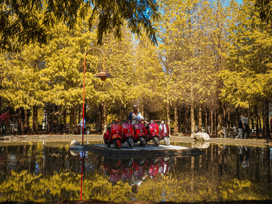 红叶之间收藏城市的暖色，落羽松红叶的巡礼之旅