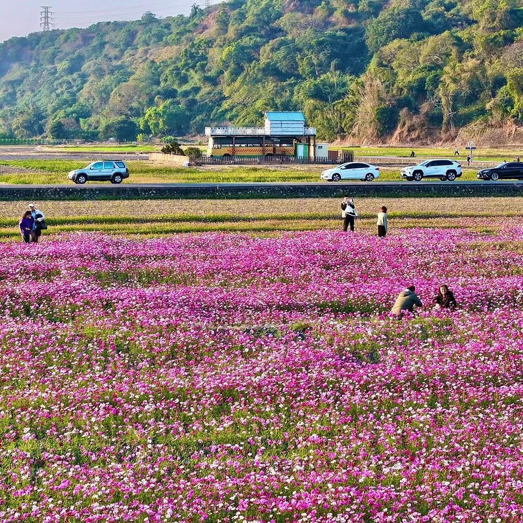 🌸想拍花海不用等｜台中 3 個波斯菊散步點