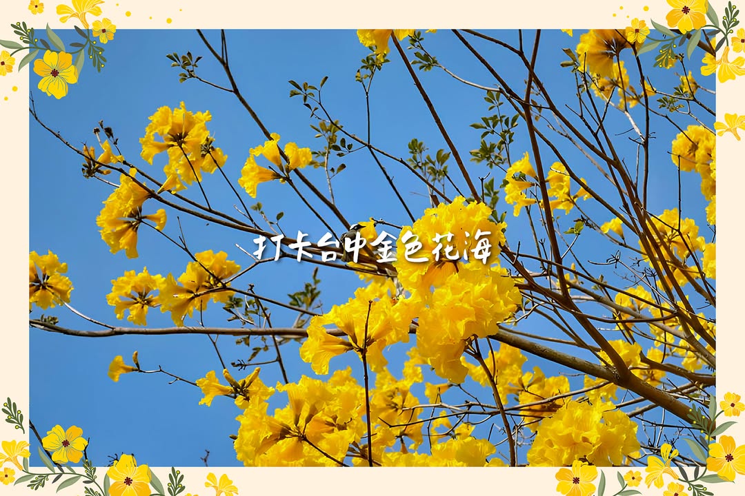 台中黄金花海浪漫来袭🏵️赏花地图大公开🗺️