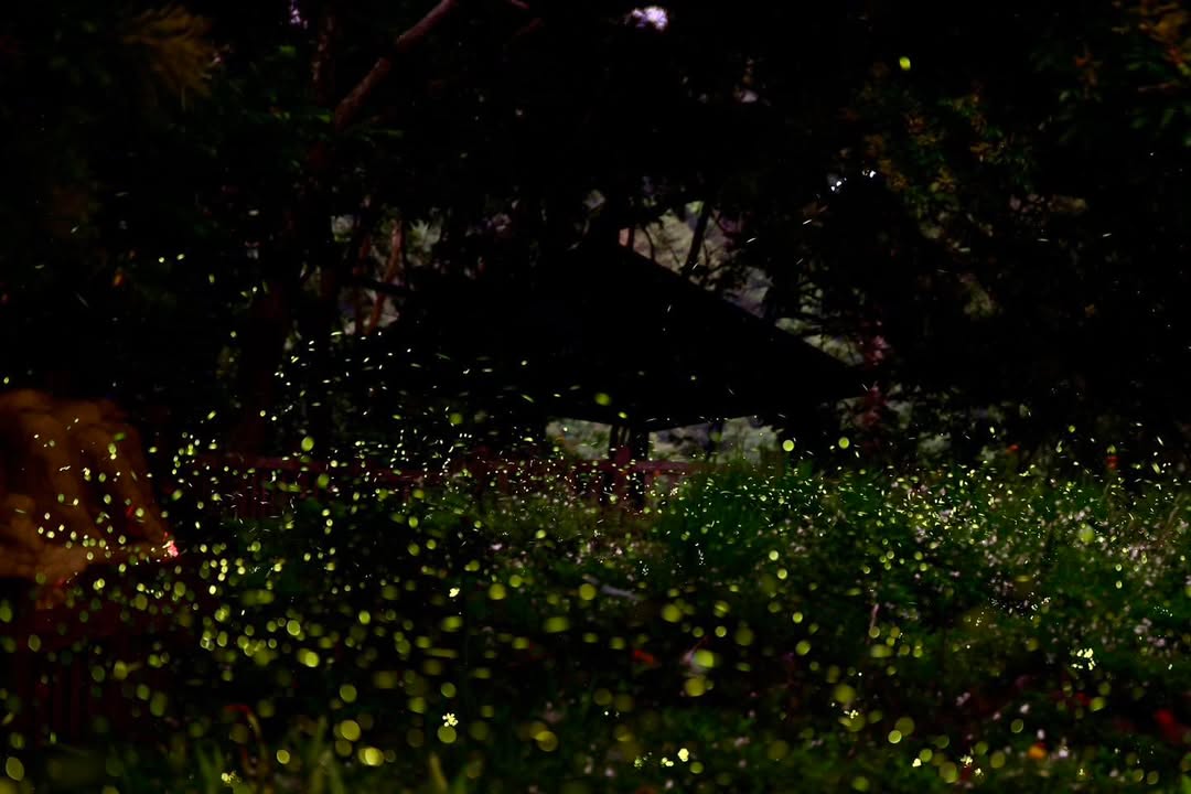 📣 一年一度的大坑蝶萤嘉年华热闹登场！