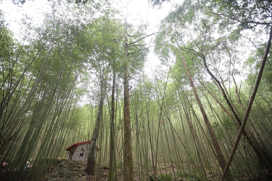 八仙山森林遊樂區－竹林