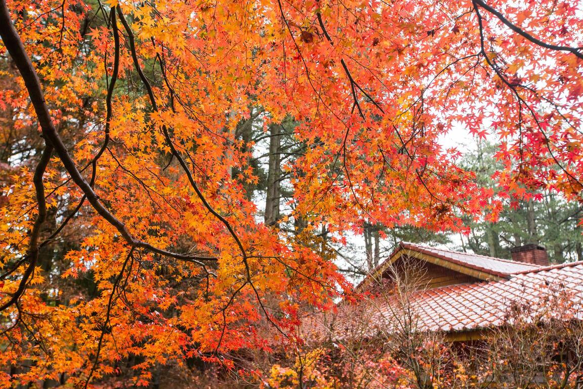福壽山農場－紅楓葉