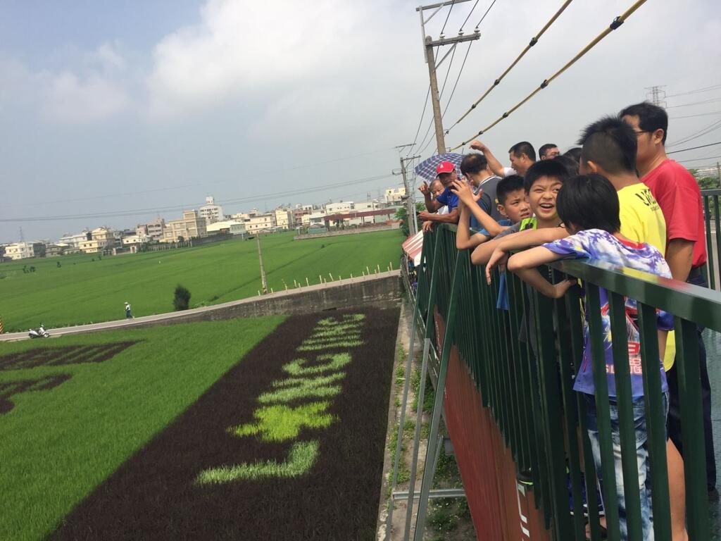 石虎彩繪稻田吸睛引人潮 龍井觀光新亮點-民眾