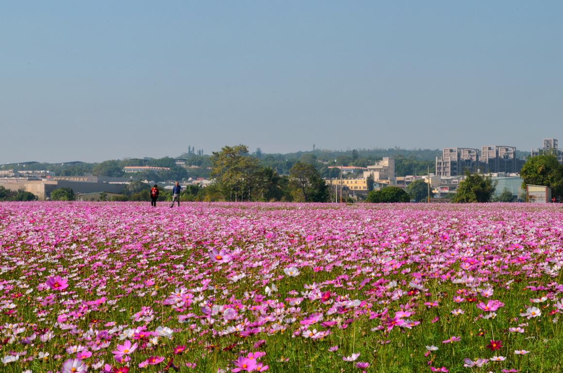 2020年春節去哪裡?台中景點報你知!(賞花篇)