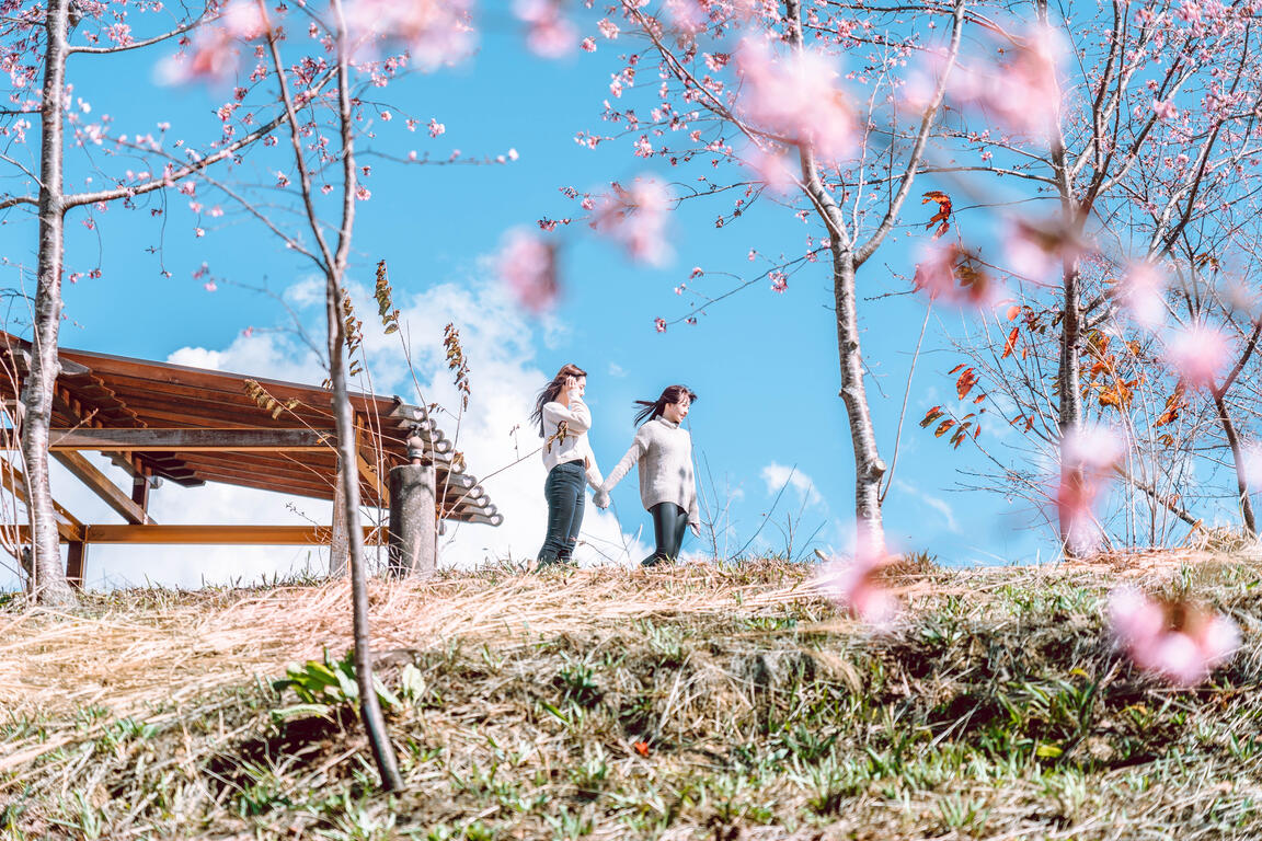 连假来一趟浪漫粉色之旅，台中樱花景点大公开！