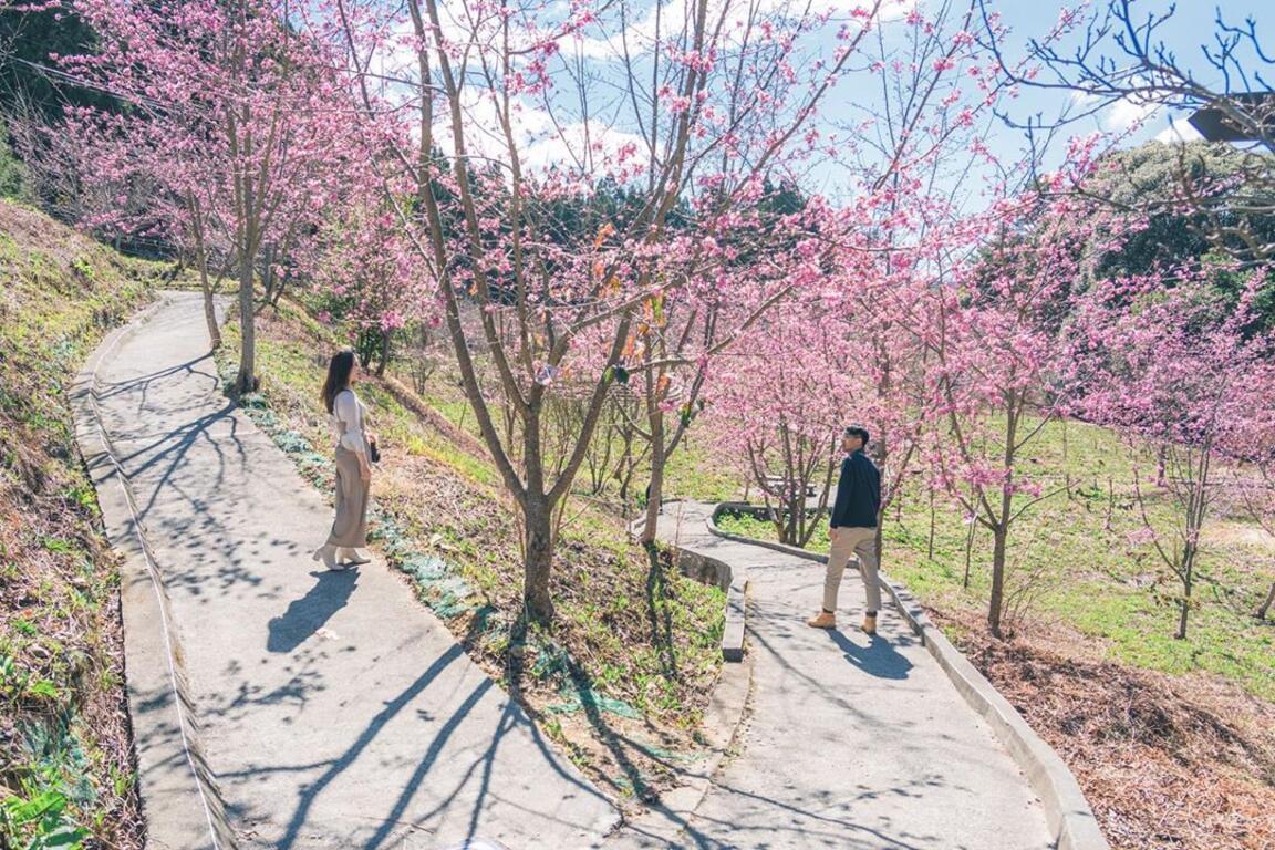 连假来一趟浪漫粉色之旅，台中樱花景点大公开！