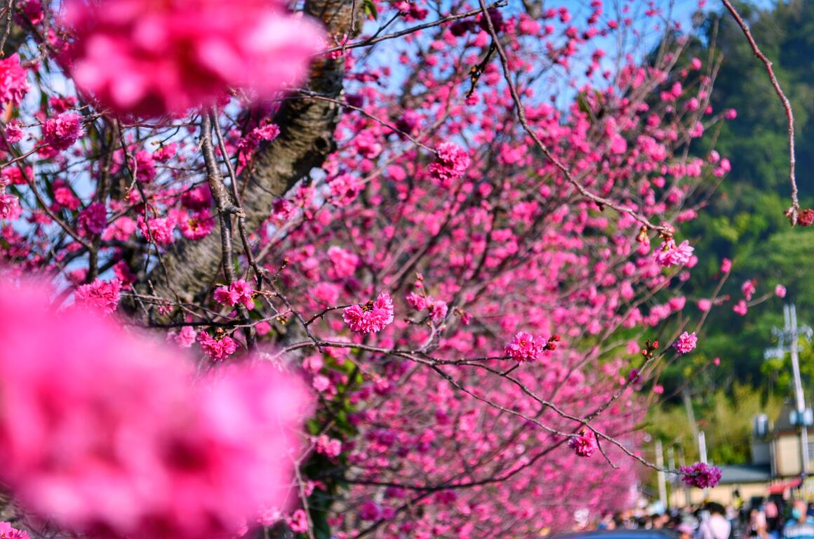 连假来一趟浪漫粉色之旅,台中樱花景点大公开!