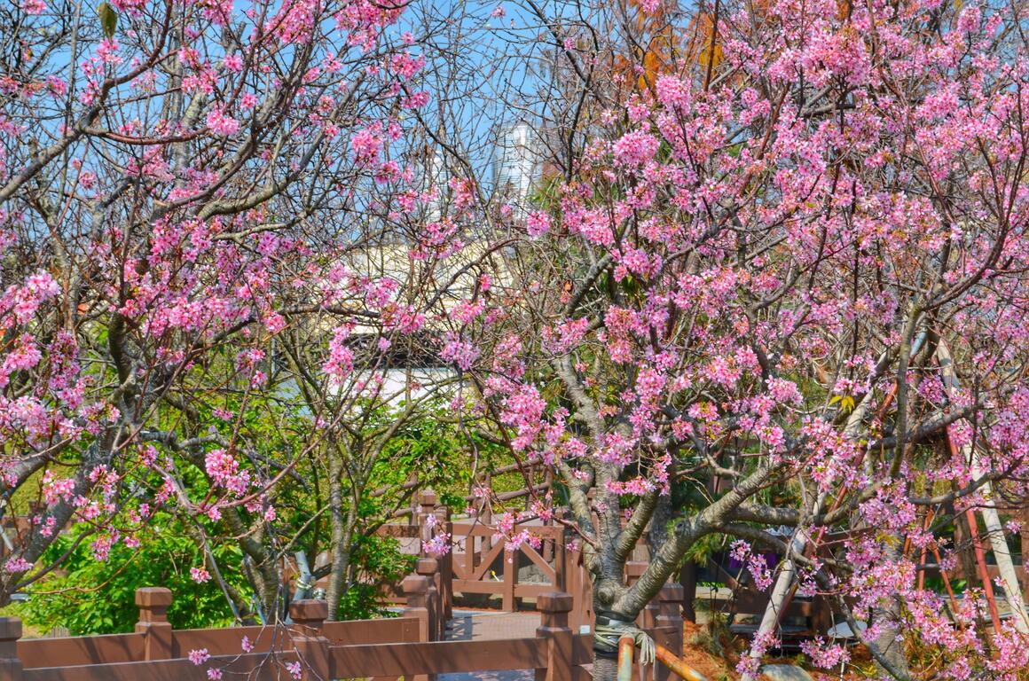 连假来一趟浪漫粉色之旅,台中樱花景点大公开!