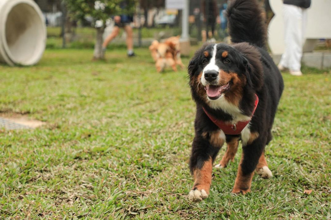 带毛小孩到台中，在公园里尽情奔跑、玩耍吧！