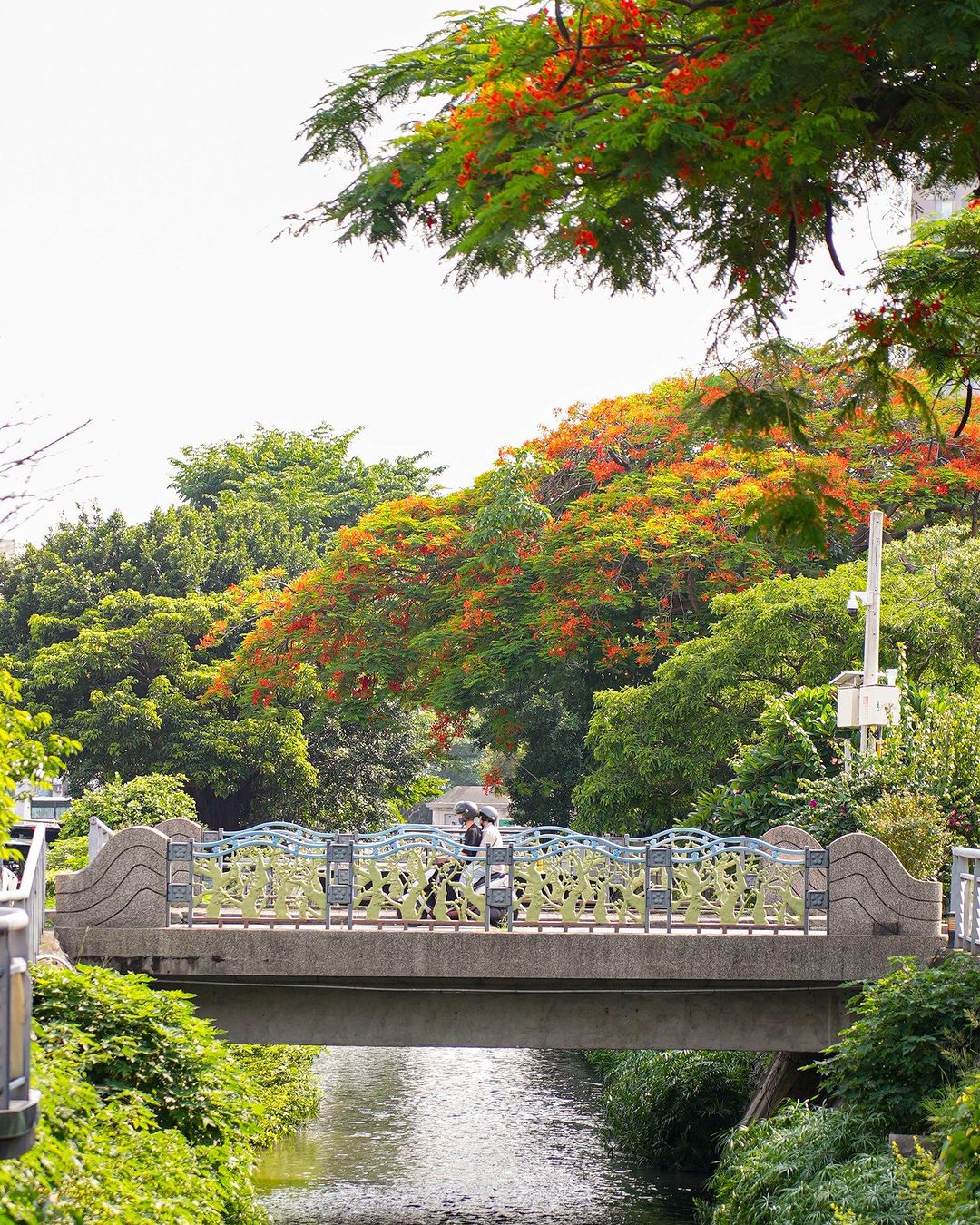 季节限定凤凰花盛开，感受台中热情如火的浪漫吧！