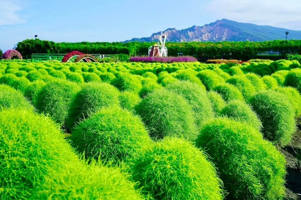 夏季赏花好去处，台中缤纷花海美不胜收！