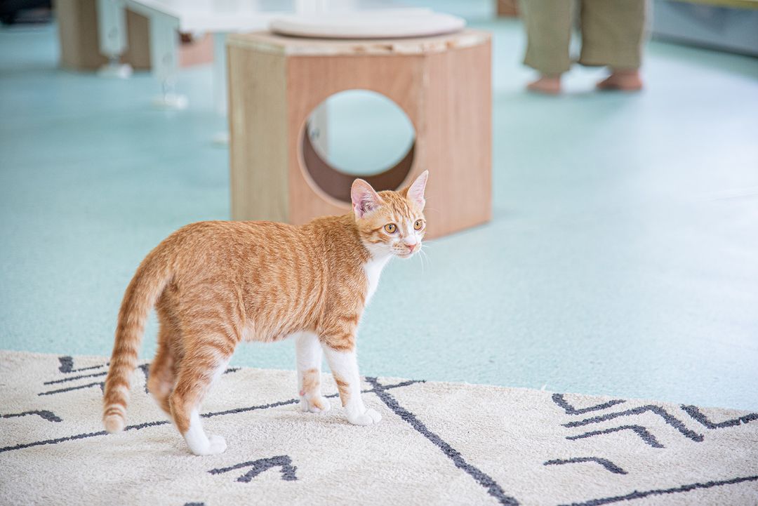 今天是国际流浪动物日，向毛小孩献上最温暖的关怀与陪伴