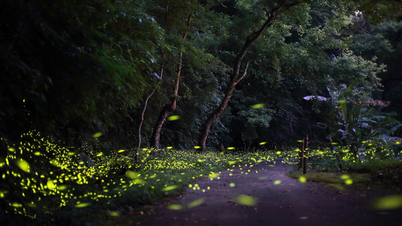 \ 賞螢活動開跑～～🦋臺中春天的璀璨螢光晚宴秘境篇🌄 /
