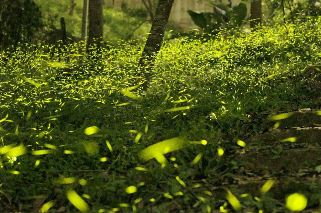 夏夜裡的閃爍綠光美景～臺中賞螢秘境「2024蝶螢嘉年華」開跑