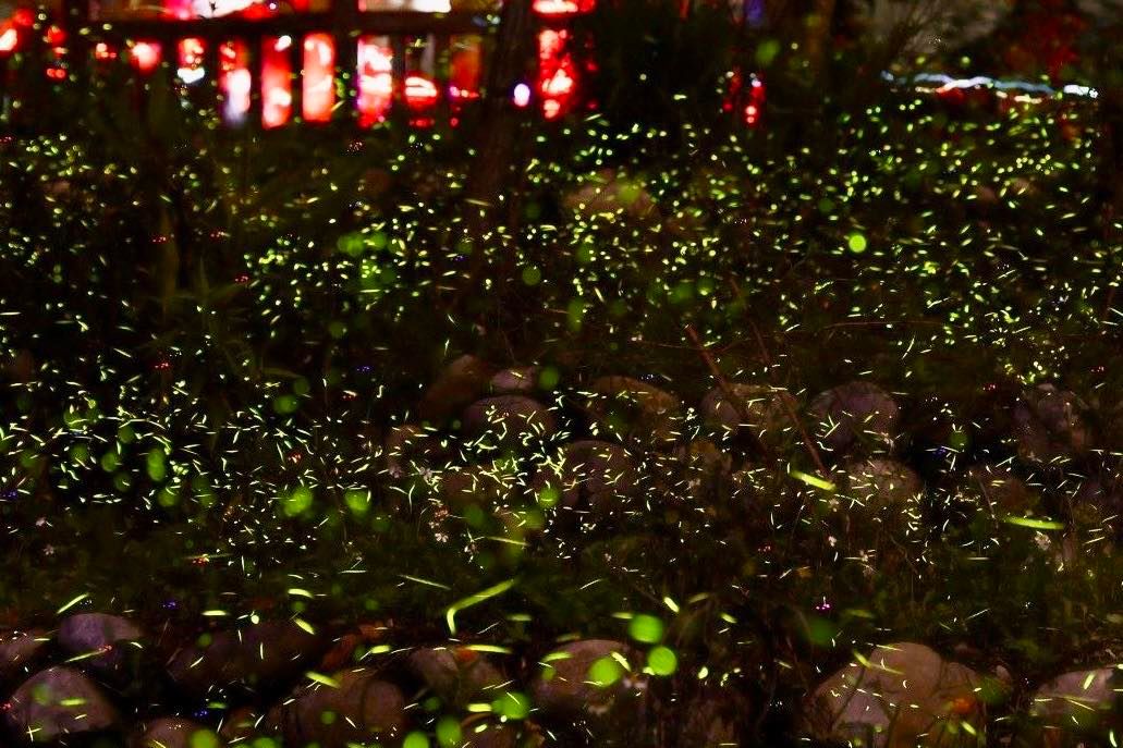 📣一年一度的✨大坑蝶螢嘉年華，今天在 #大坑生態園區 熱鬧登場❗