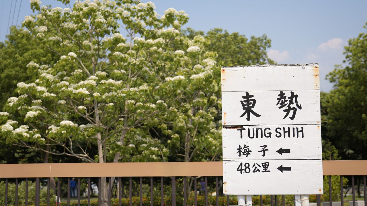 ＼看一場大雪紛飛❄️詩情畫意的臺中五月桐花雪清單 .ᐟ.ᐟ／