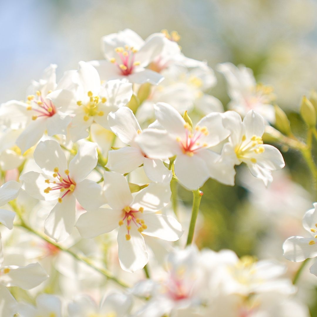 臺中浪漫四月雪，披上雪白嫁紗的森林系生態花園