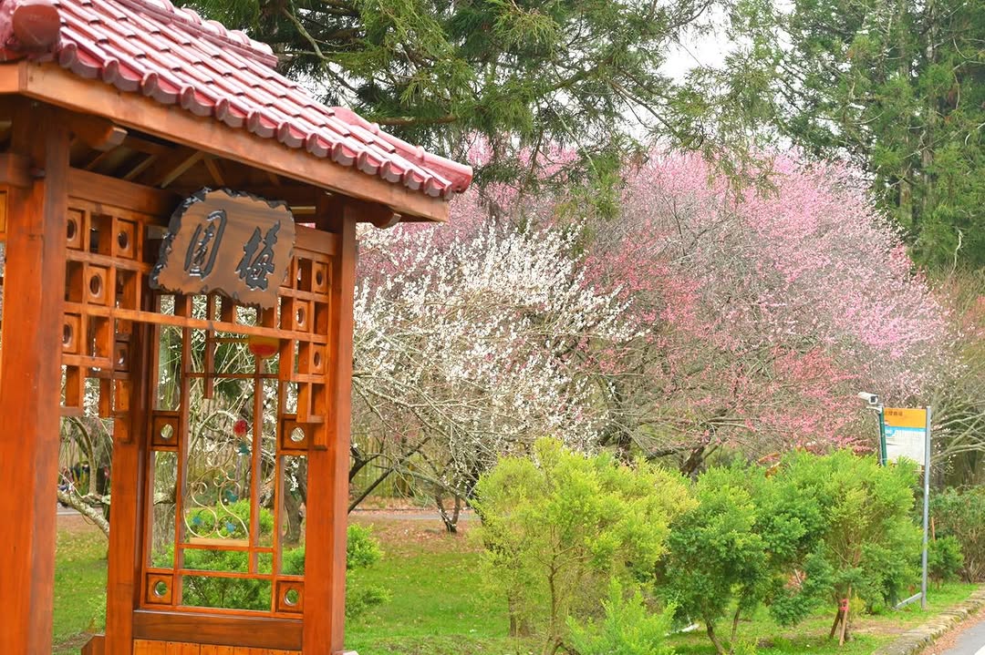 ＼櫻花季來臨！武陵櫻花祭，一同來體驗櫻花之美／