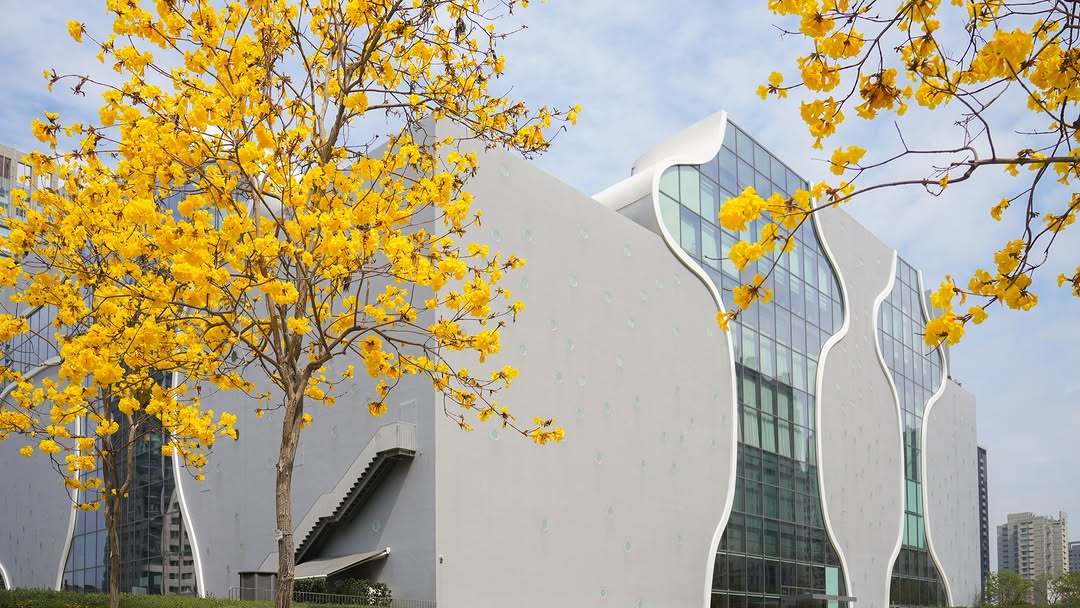 春意盎然🌼黃花風鈴木盛開，走進臺中最美的金黃隧道✨