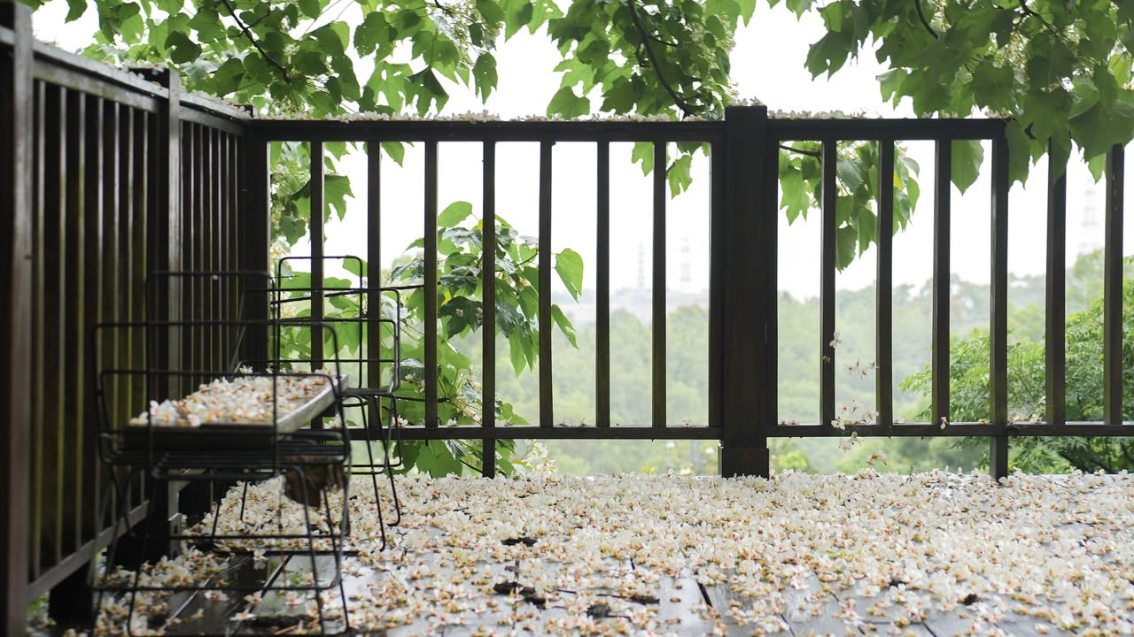 \ 桐花五月雪 🌸 臺中油桐花季來了 /