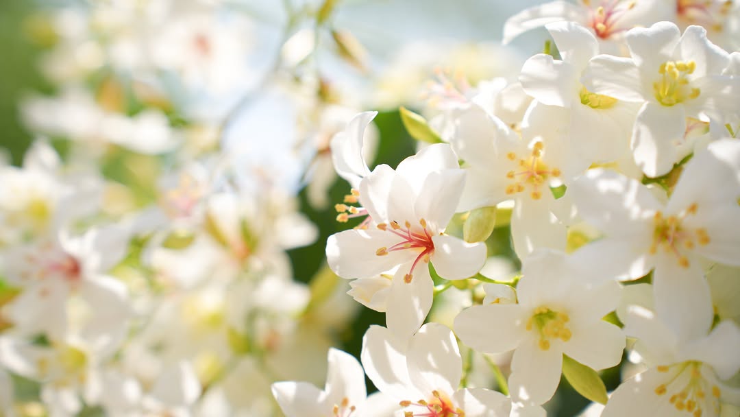 五月雪飄落臺中，油桐花浪漫盛開，三大賞桐秘境一次推薦🌟