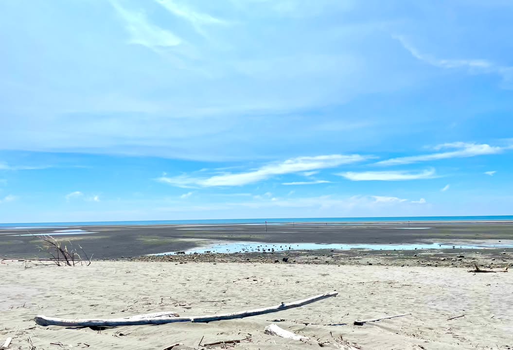 🌊 你看過「會說話的漂流木」嗎？