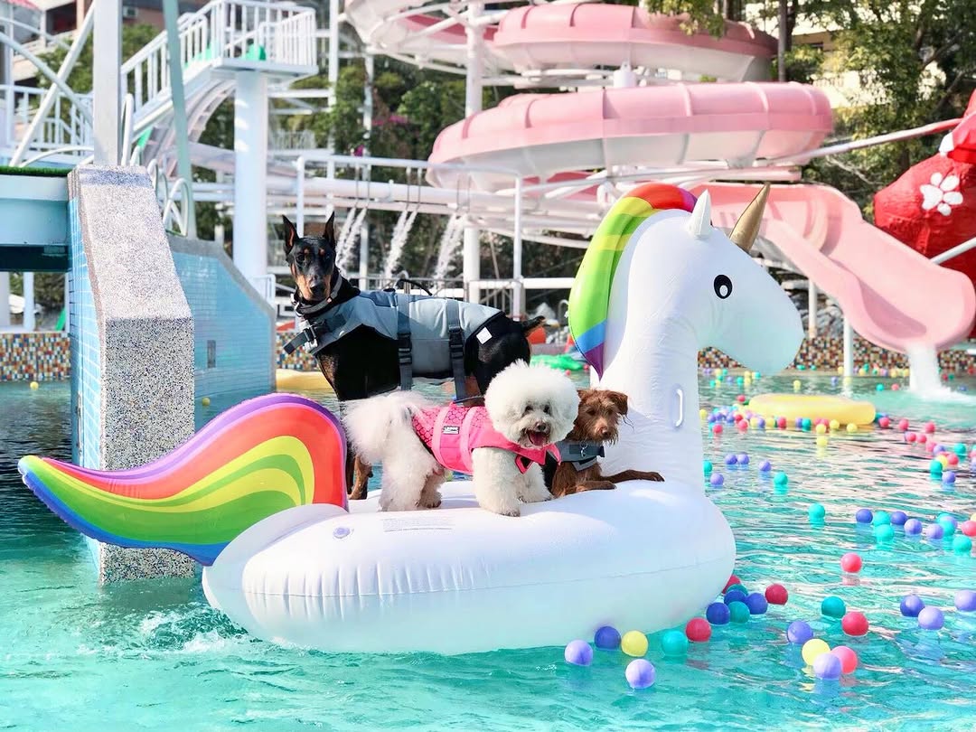 ＼ 毛孩專屬泳池派對開起來～台中寵物水上天堂💦／