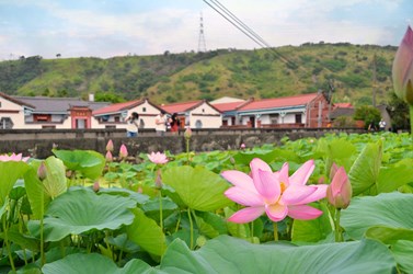 \ 一起蓮著走🪷 台中半日賞花輕旅行提案 /