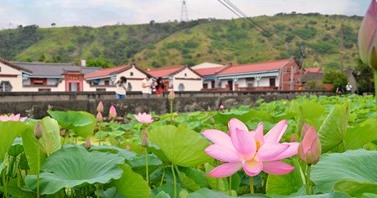 粉白綠交織的夏日浪漫，在臺中四處綻放，蓮花控絕對不能錯過的4個景點！🪷✨