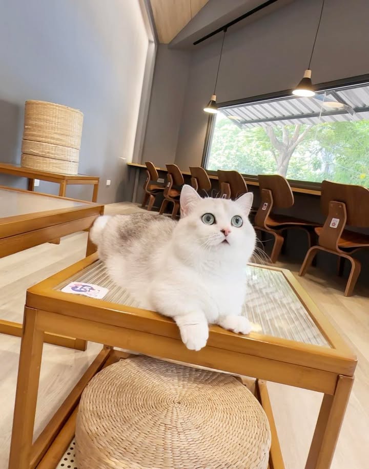 ＼國際貓咪日-喵喵控出動！台中貓咪咖啡廳大集合🐾／