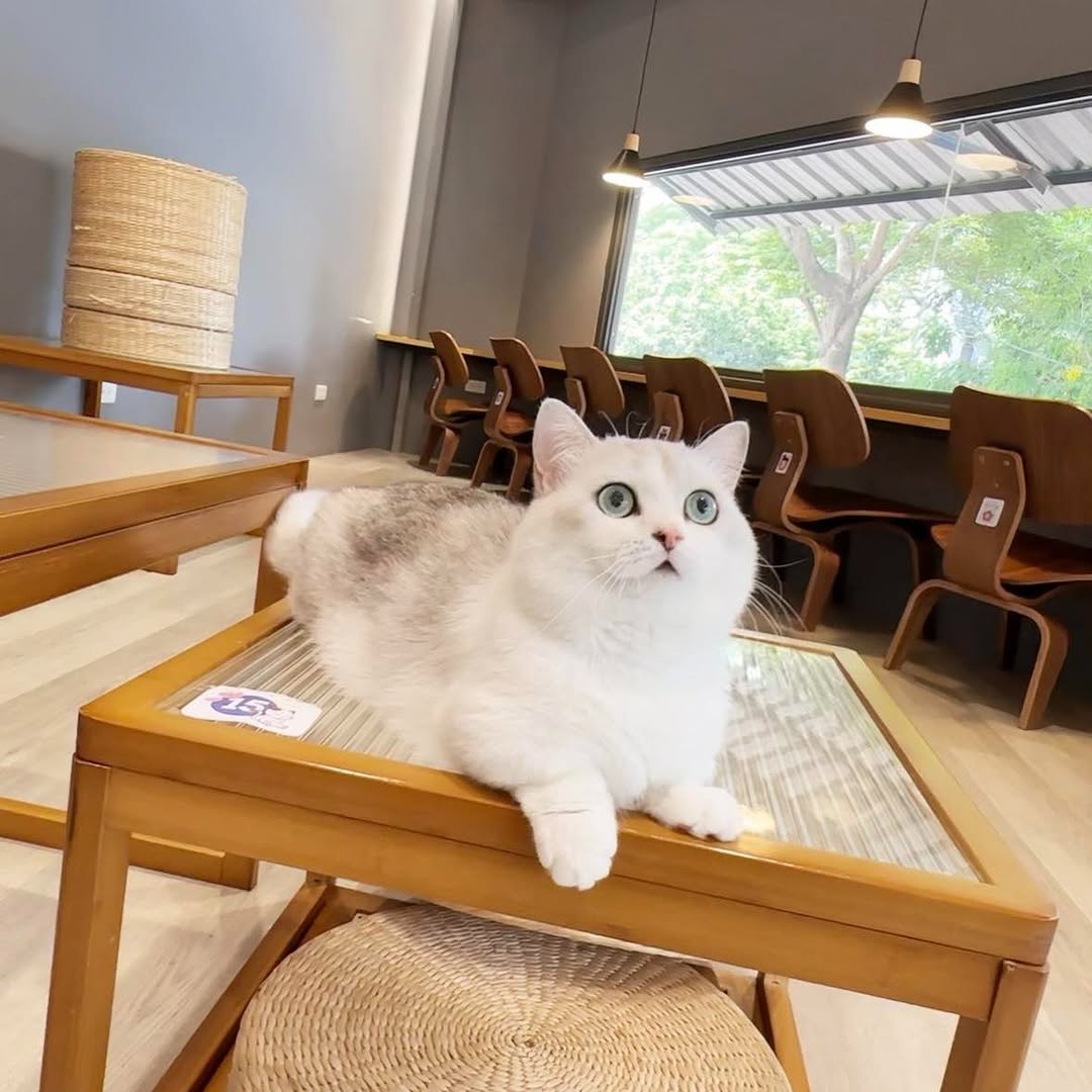 貓奴必收藏！國際貓咪日-台中貓咖全攻略