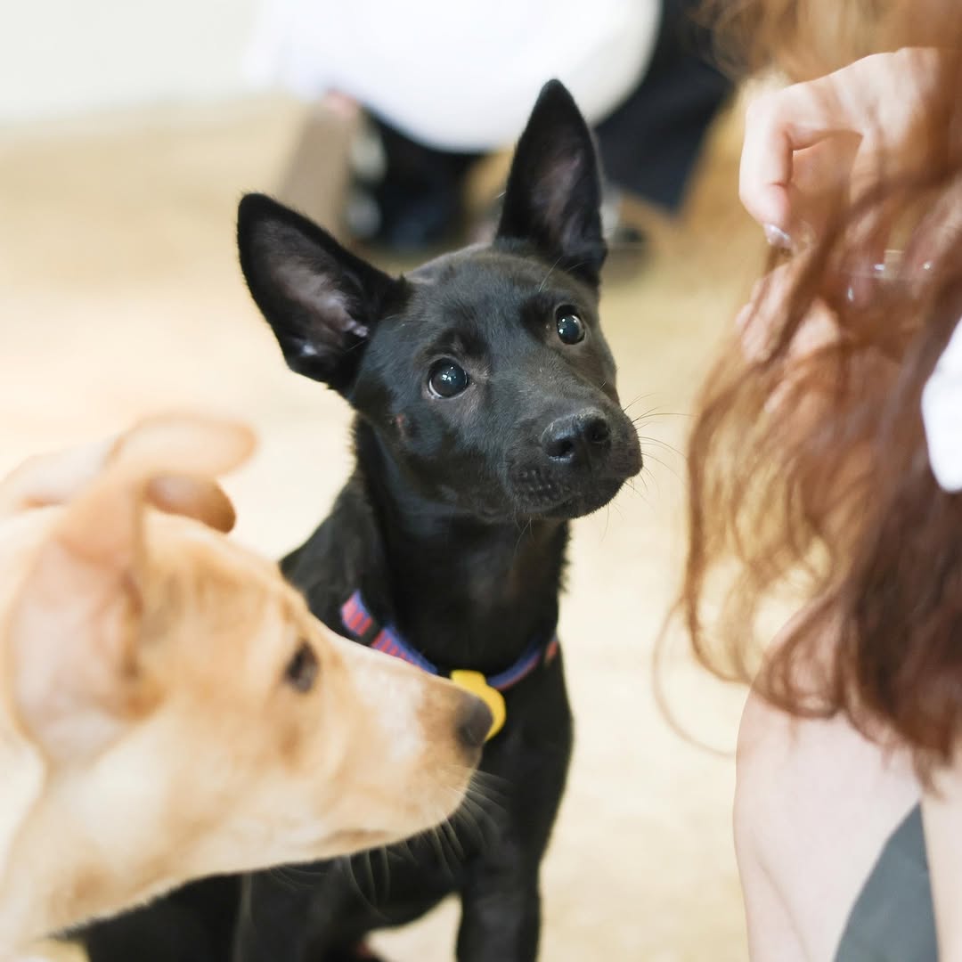 国际流浪动物日，为毛孩走一趟关怀之旅🐶