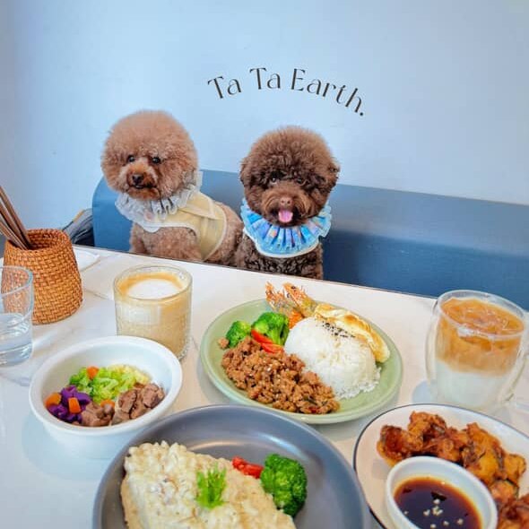 台中狗狗出游提案，尽情奔跑一起旅行🐾